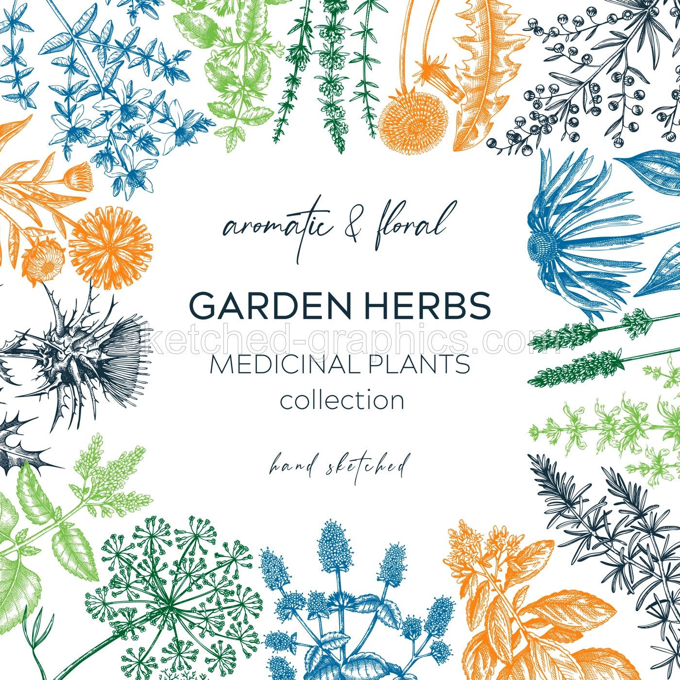 Vintage herbs card design. Sketched aromatic plants frame in color. Botanical design. Herbal tea ingredients. Hand drawn medicinal herbs cover, invitation, banners, stickers, label, packaging.  Illustration